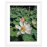 Hylas thumbnail