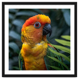Close Up Of A Colorful Sun Conure Parrot thumbnail