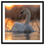 Majestic Swan Swimming At Sunrise Serene Water thumbnail