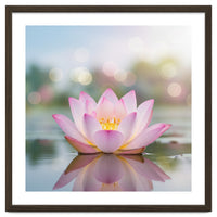Ethereal Lotus Bloom: Serene Botanical Reflection