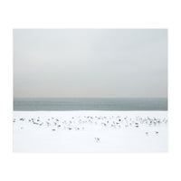 Seagulls in the winter snow beach (Print Only)