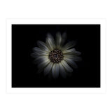 Backyard Flowers No 27 Color Version (Print Only) thumbnail