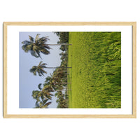 The Paddy Fields of Kerala, South India