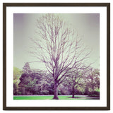 Tree Of Dreams thumbnail