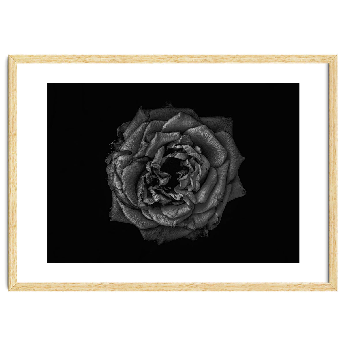 Backyard Flowers In Black And White No 110