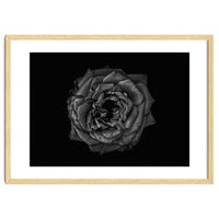 Backyard Flowers In Black And White No 110