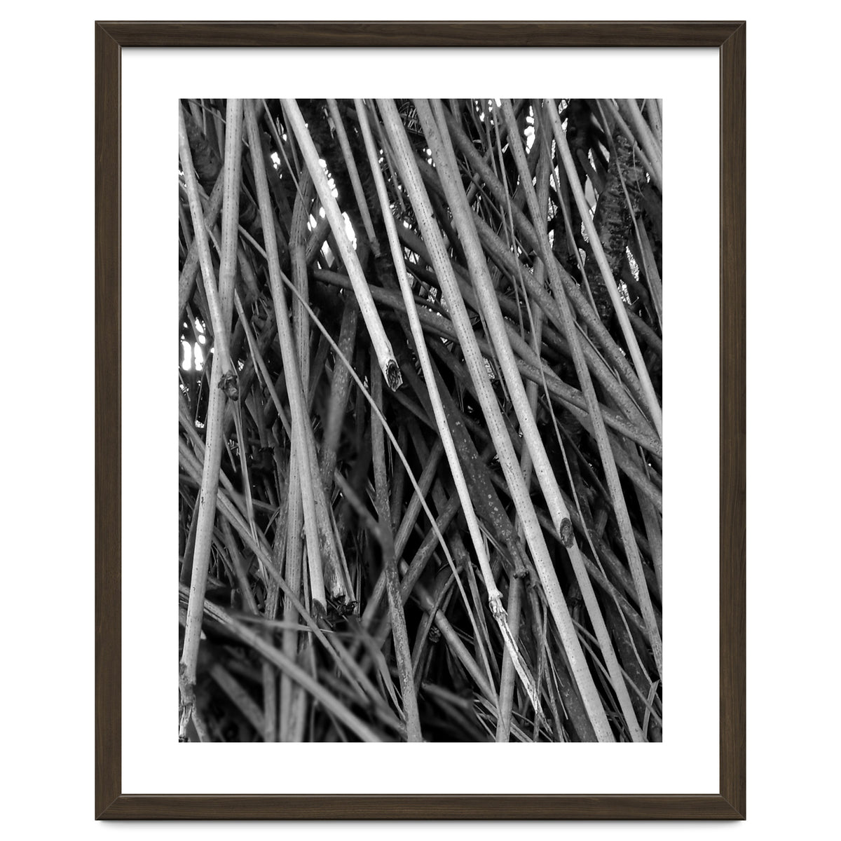 Black Tectorius Plant Shoots Art