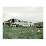 Sheep with a farmhouse - Iceland  (Print Only) thumbnail