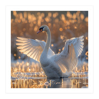 Swan Spreading Wings In Water Sunlight (Print Only)