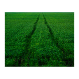 Track and Field (Print Only) thumbnail