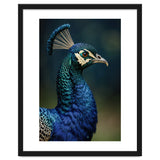 Peacock Portrait Photography thumbnail