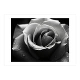 Ethereal Monochromatic Rose Petal Macro (Print Only) thumbnail
