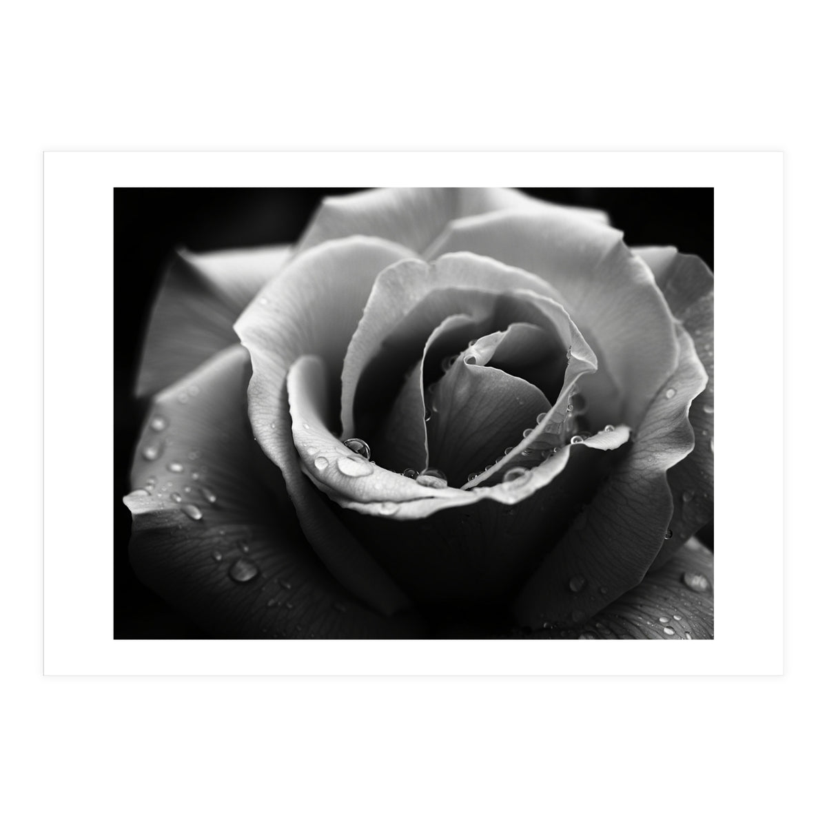 Ethereal Monochromatic Rose Petal Macro (Print Only)