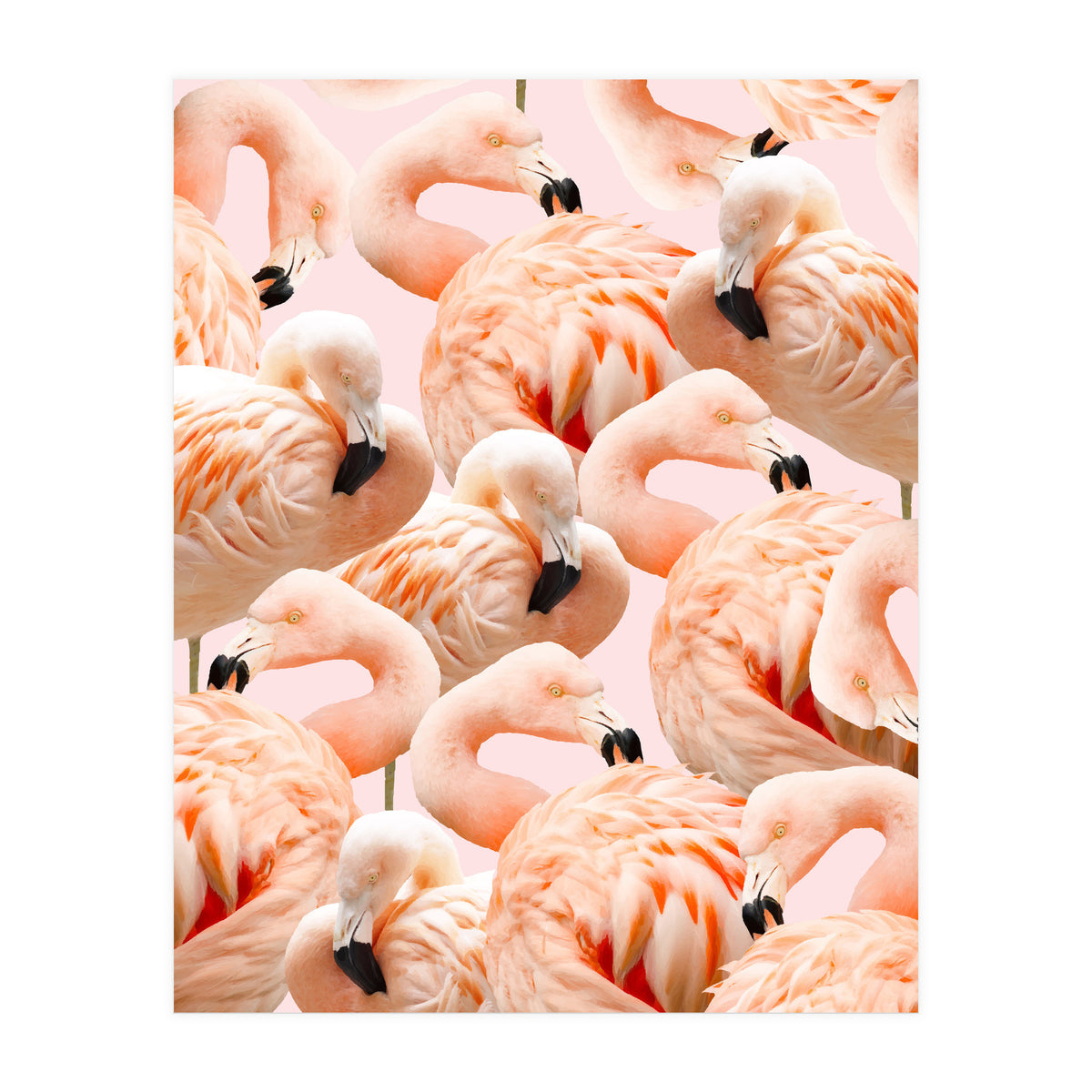 Flamingo Blush #society6 #decor #buyart #flamingoart (Print Only)