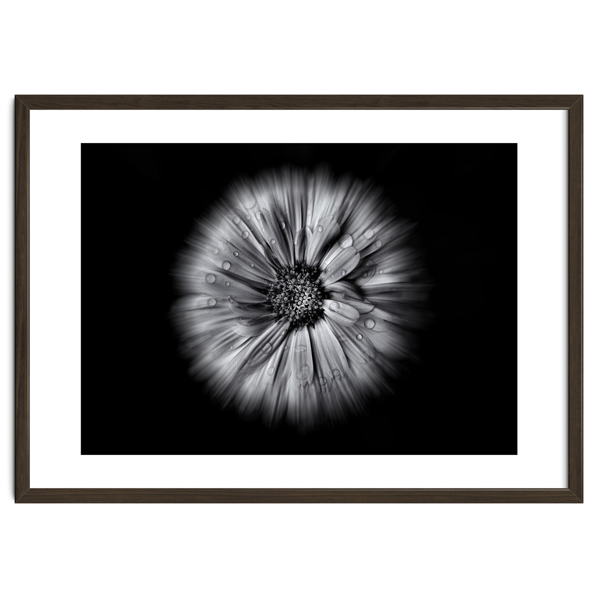 Backyard Flowers In Black And White No 10 Flow Version