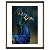 Peacock Portrait Photography thumbnail