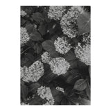 Hydrangeas | Black & White Portrait (Print Only) thumbnail
