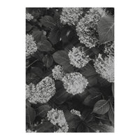 Hydrangeas | Black & White Portrait (Print Only)