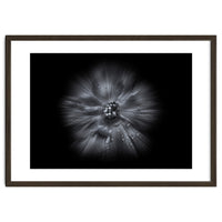 Backyard Flowers In Black And White No 66 Flow Version