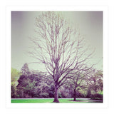 Tree Of Dreams (Print Only) thumbnail