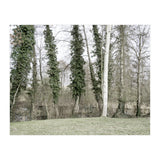 Sole white birch in the trees (Print Only) thumbnail