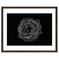 Backyard Flowers In Black And White No 110