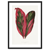 Alexander Francis Lydon & Benjamin Fawsett – Pink Dracaena Terminalis Leaf (1865) thumbnail