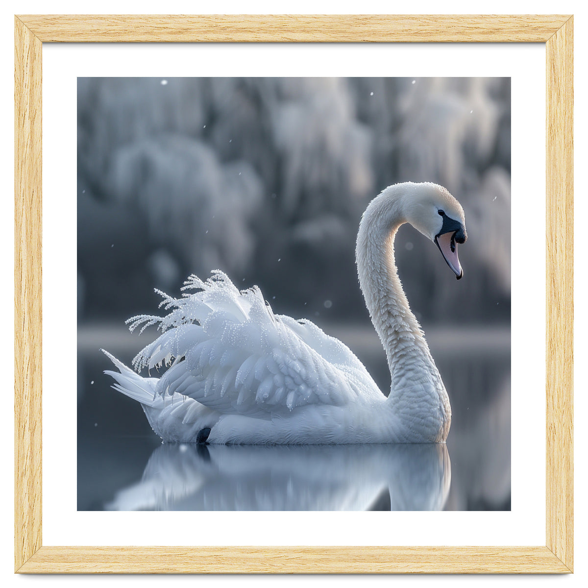 Majestic White Swan Gracefully Floating On Water