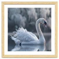 Majestic White Swan Gracefully Floating On Water
