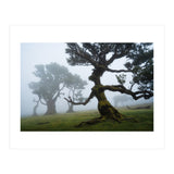 Forest queen (Print Only) thumbnail