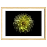 Backyard Flowers No 128 Color Version