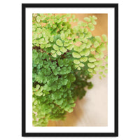 Maidenhair Queen