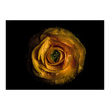 Backyard Flowers No 72 Color Version (Print Only) thumbnail