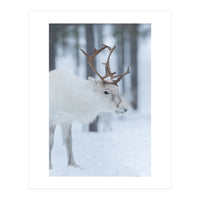 Portrait of a reindeer (Print Only)