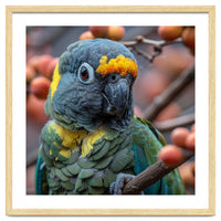 Yellow Headed Amazon Parrot Close Up Portrait