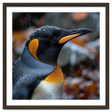 King Penguin In Rain With Water Drops thumbnail