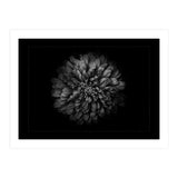 Backyard Flowers In Black And White No 68 with Border (Print Only) thumbnail