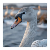 Majestic Swan Portrait In Snowy Waters (Print Only) thumbnail