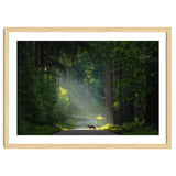 Wolf in the Netherlands thumbnail