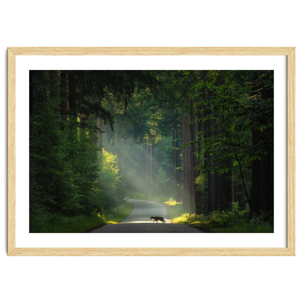 Wolf in the Netherlands