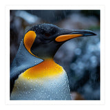 Close Up Of King Penguin In The Rain (Print Only) thumbnail