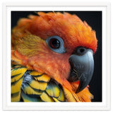 Close Up Of A Sun Conure Parrot's Head thumbnail