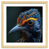 Close Up Of A Colorful Bird Head And Eye