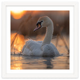 Majestic Swan Swimming At Sunrise Serene Water thumbnail