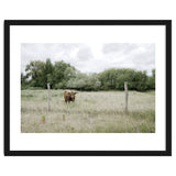 Cow in the farm thumbnail