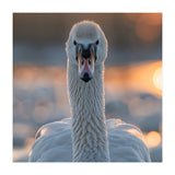Close Up Portrait Of A Majestic Swan (Print Only) thumbnail