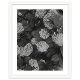 Hydrangeas | Black & White Portrait thumbnail