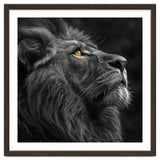 Majestic Lion Face Closeup Golden Eyes Black thumbnail