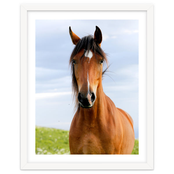 Brown Horse
