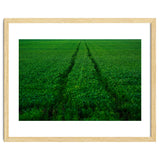 Track and Field thumbnail
